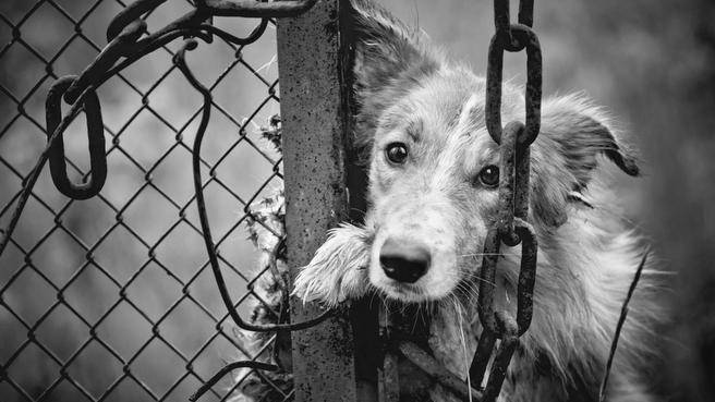 Animal Welfare and Rights in India: An Overview | RACOLB LEGAL