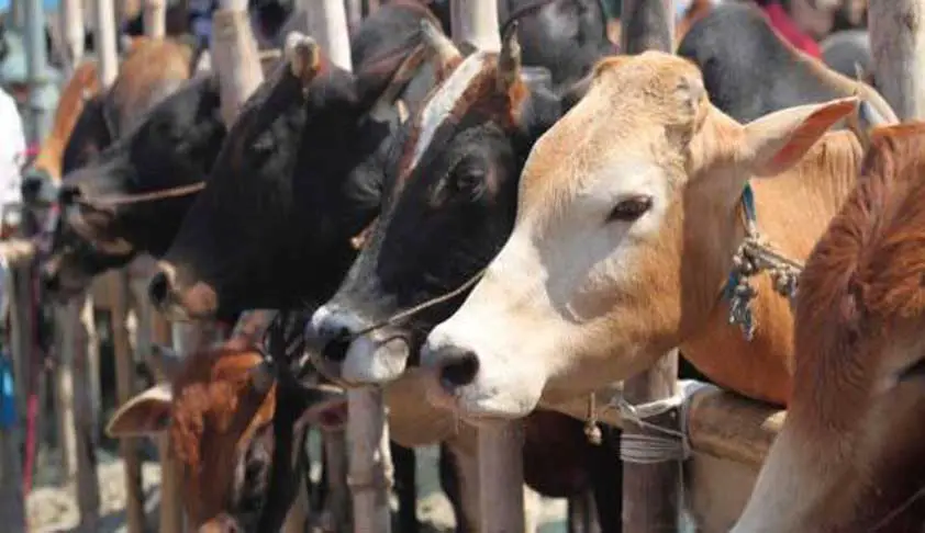 BAN ON CATTLE TRADE: MORAL OR LOGICAL | RACOLB LEGAL